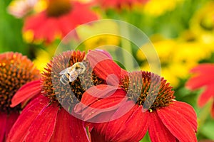 Red Echinacea flowers with a bee