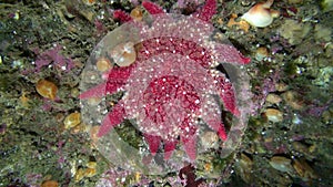 Red echinoderms on seabed of Barents Sea.