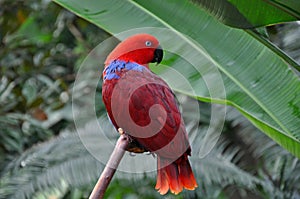 Red eclectic parrot photo