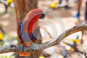 Red Eclectus Parrot on tree