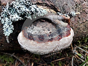 Red-edged tree sponge with waterdrops