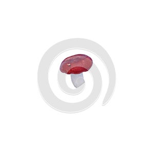 red edible wild russula mushroom. Isolate on white