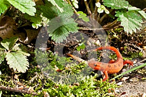 Red Eft