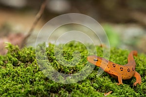 Red Eft