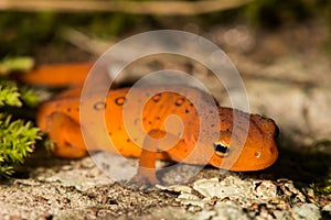 Red Eft