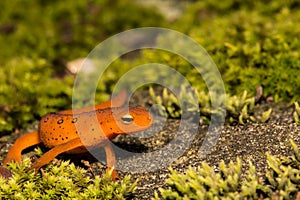 Red Eft