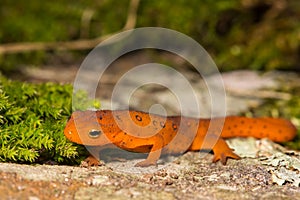 Red Eft