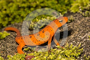 Red Eft