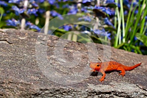 Red Eft photo