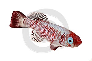 Red eggersi killifish aquarium fish Nothobranchius eggersi photo
