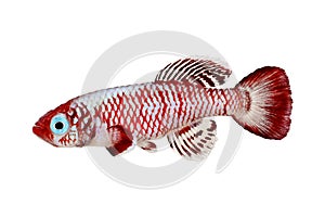 Red eggersi Killifish Killi aquarium fish Nothobranchius eggersi photo