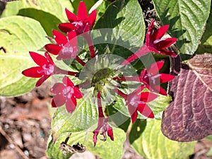 Red Egyptian Star flower, on green leaves bushes