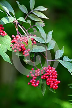 Red Elderberries on Twigs