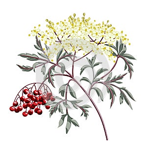 Red elderberry branch with berries and leaves. Elder flower blossom.