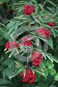 Red elderberry, or Sambucus racemosa berries in a garden