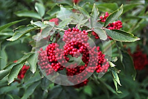 Red elderberry, or Sambucus racemosa berries in a garden