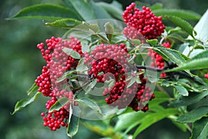 Red elderberry, or Sambucus racemosa berries in a garden