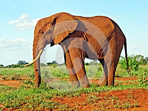 Red elephant from Africa in savannah