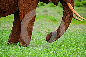 An red elephant catching a grass with its trunk