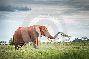 Red elephant eating isolated Travelling Kenya and Tanzania Safari tour in Africa Elephants group in the savanna excursion