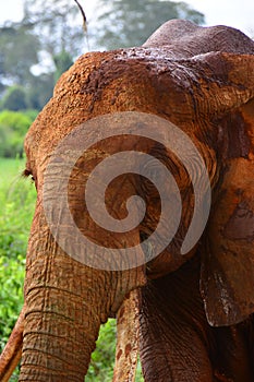 Red elephant head of Tsavo, Kenya