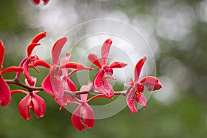 Red elephant orchid in garden in south Thailand.