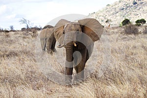 Red elephant of Tsavo