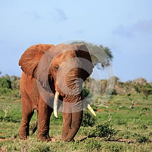 Red Elephant Tsavo East Kenya