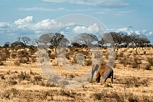 Red elephant walking alone in the African steppe