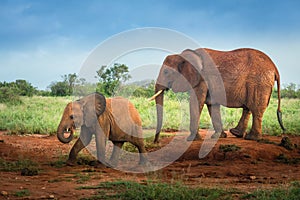 Red elephants family mother and baby Travelling Kenya and Tanzania Safari tour in Africa Elephants group in the savanna excursion