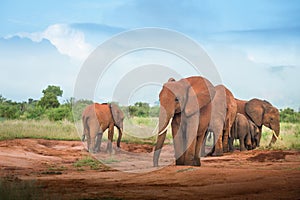 Red elephants group family with baby Travelling Kenya and Tanzania Safari tour in Africa Elephants group in the savanna excursion