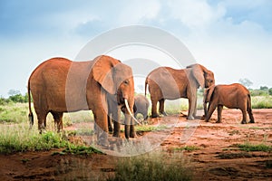 Red elephants group family with baby Travelling Kenya and Tanzania Safari tour in Africa Elephants group in the savanna excursion