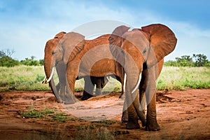 Red elephants isolated Travelling Kenya and Tanzania Safari tour in Africa Elephants group in the savanna excursion