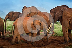 Red Elephants Travelling Kenya and Tanzania Safari tour in Africa Elephants group in the savanna excursion