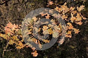 Red elm tree Ulmus rubra