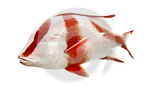 Red emperor (government bream) Lutjanus sebae