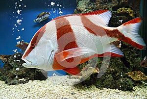 Red emperor (Lutjanus sebae) photo