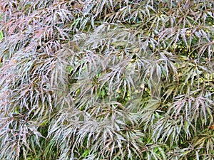 Red emperor maple, palmate maple