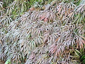 Red emperor maple, palmate maple