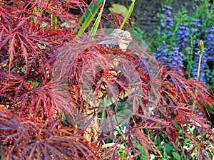 Red emperor maple, palmate maple, Japanese maple or smooth Japanese-maple