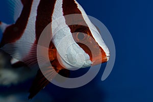 Red Emperor Snapper photo