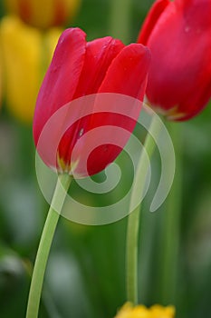 Red Emperor Tulips at Windmill Island Tulip Garden