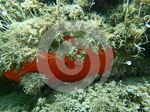 Red encrusting sponge or orange-red encrusting sponge Crambe crambe undersea