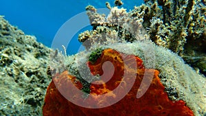 Red encrusting sponge or orange-red encrusting sponge (Crambe crambe) undersea, Aegean Sea