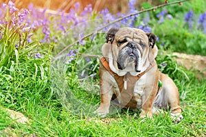 Red English British Bulldog Dog looking up, licking out its tongue and sitting in the bluebells