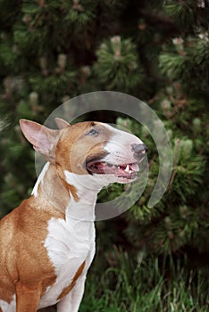 red english bull terrier dog