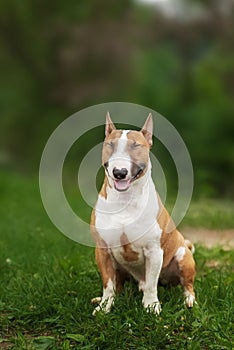 red english bull terrier dog
