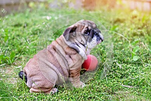 Red English Bulldog sitting on grass in back garden with toy