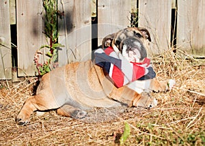 Red English Bulldog in UK skarf out for a walk looking up lying on the dry grass