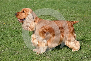 Red English Cocker Spaniel